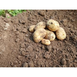 Kartoffeln 1 kg, festkochend