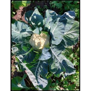 Blumenkohl