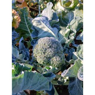 Broccoli