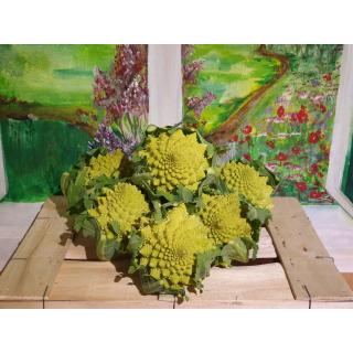 Romanesco Blumenkohl