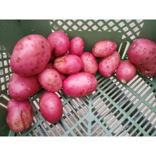 Kartoffeln 1 kg, vorwiegend festkochend, rotschalig